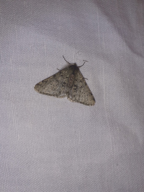Apocheima pilosaria - zöldes tavasziaraszoló