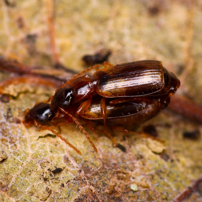 Philorhizus notatus - sárgavállú kéregfutó