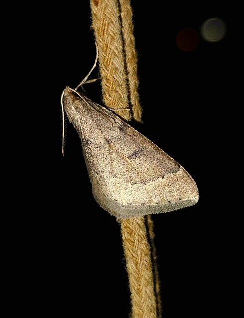 Theria rupicapraria - tavaszi kökényaraszoló