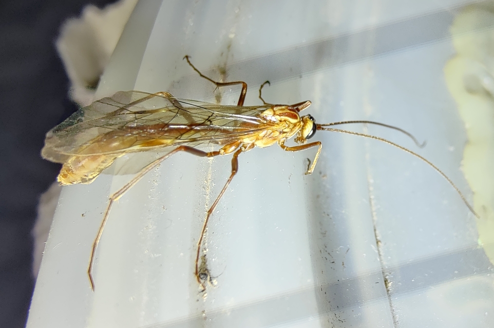 Ophion obscuratus