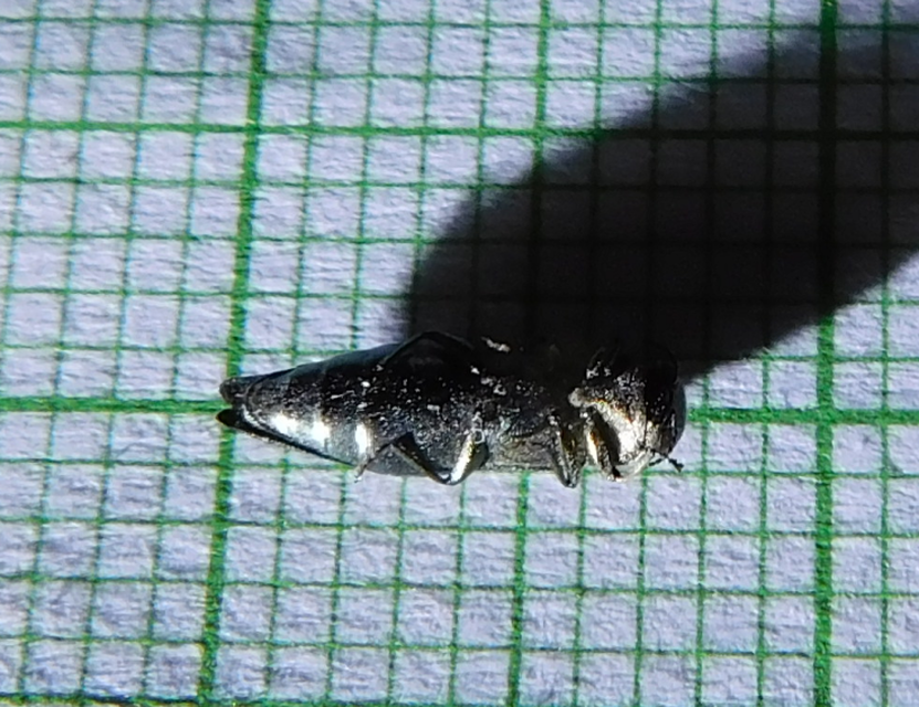 Agrilus Agrilus