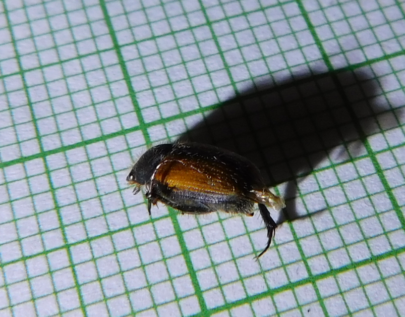 Omaloplia nigromarginata - szegélyes kiscserebogár