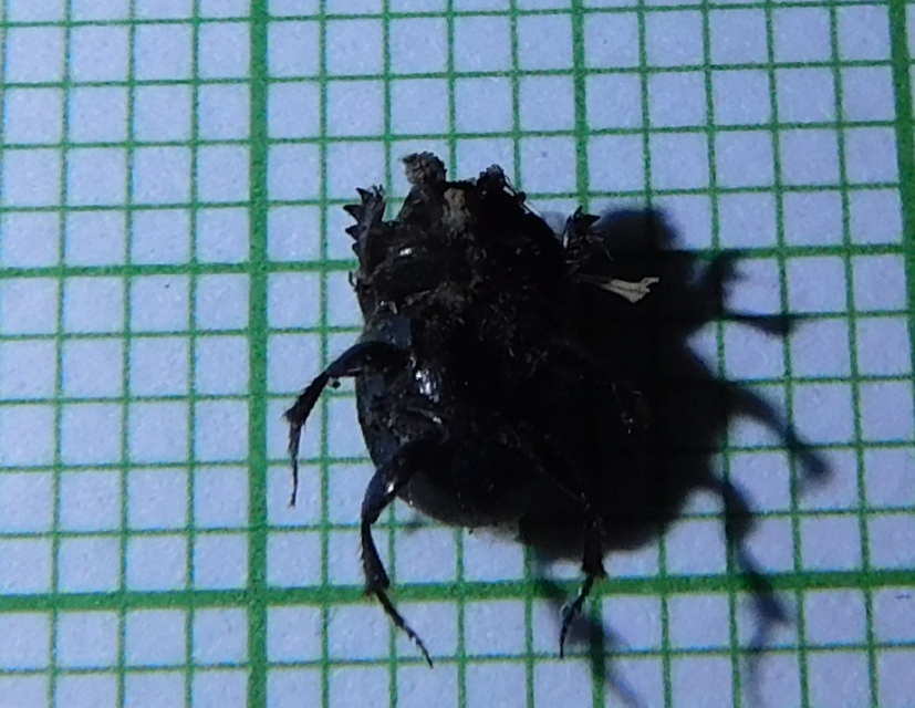 Onthophagus