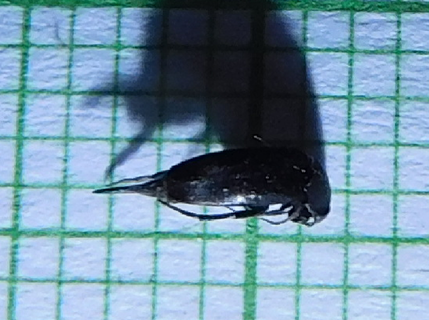 Mordellidae - marókafélék