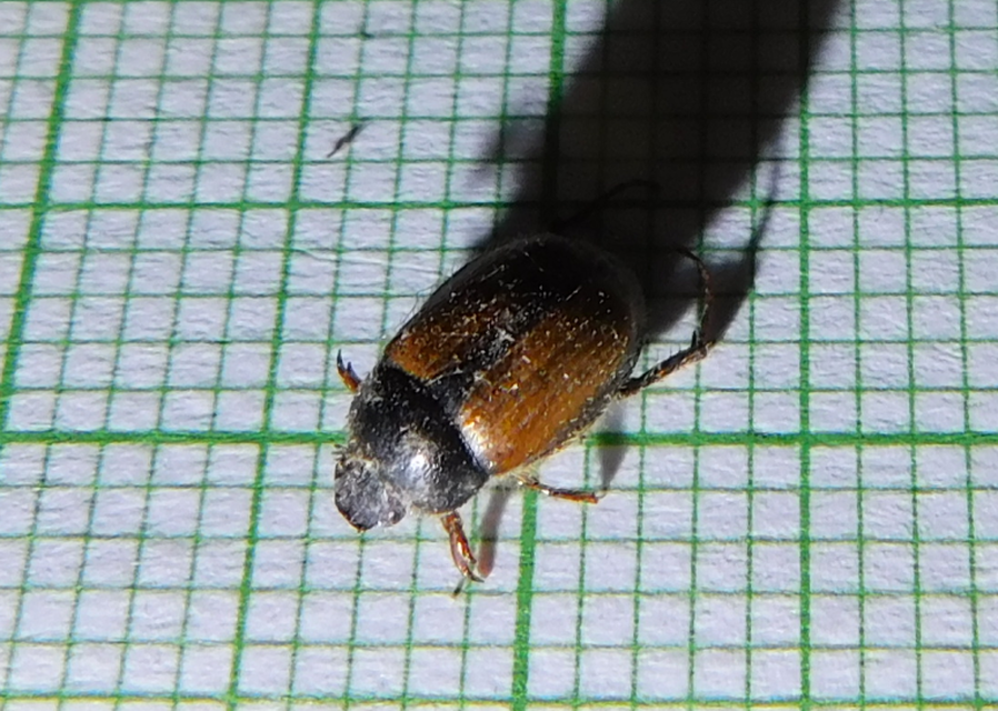 Omaloplia nigromarginata - szegélyes kiscserebogár