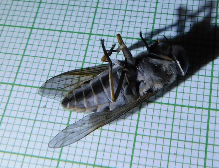 Tabaninae