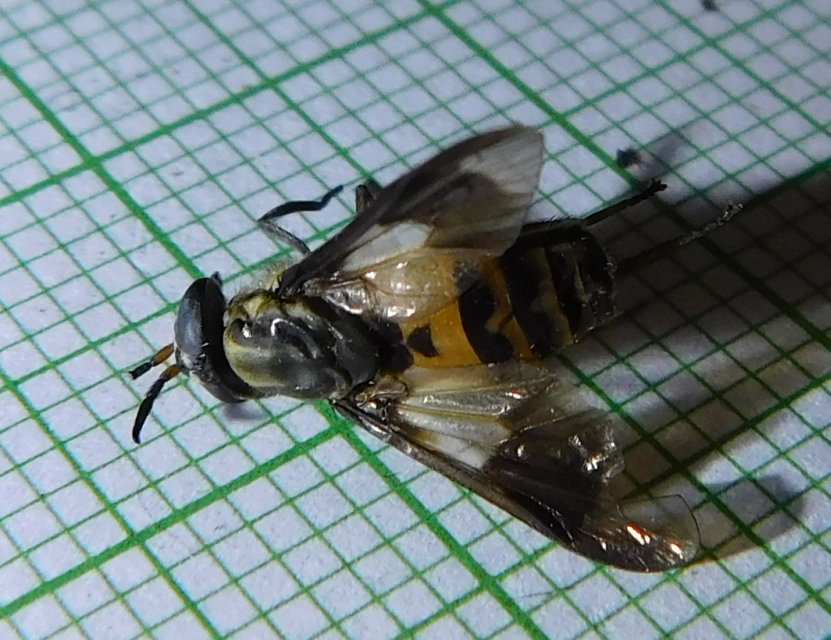 Chrysops