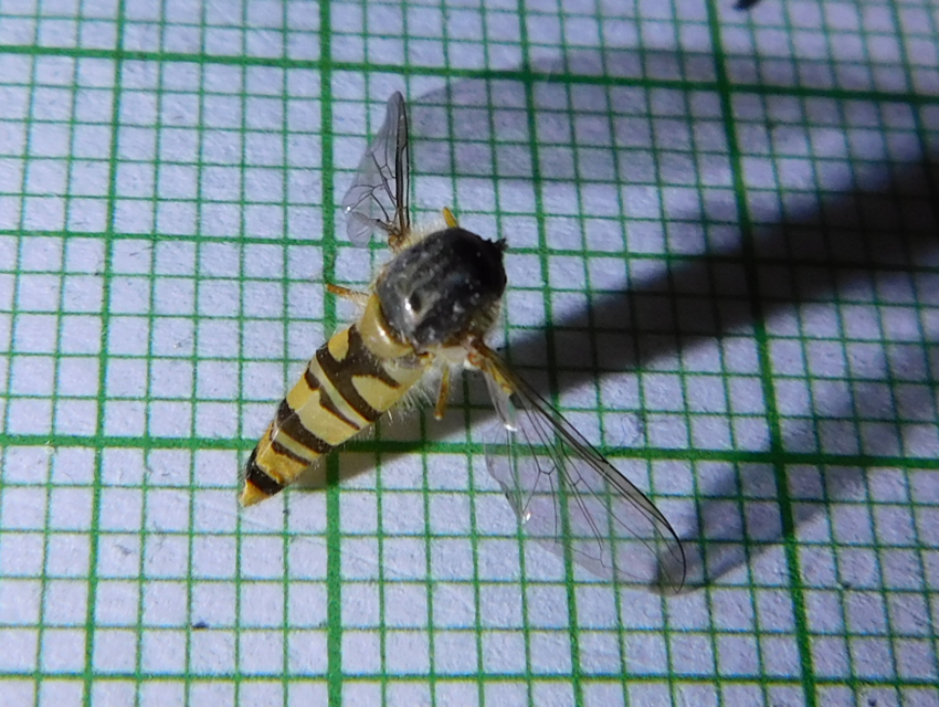 Episyrphus balteatus - ékfoltos zengőlégy