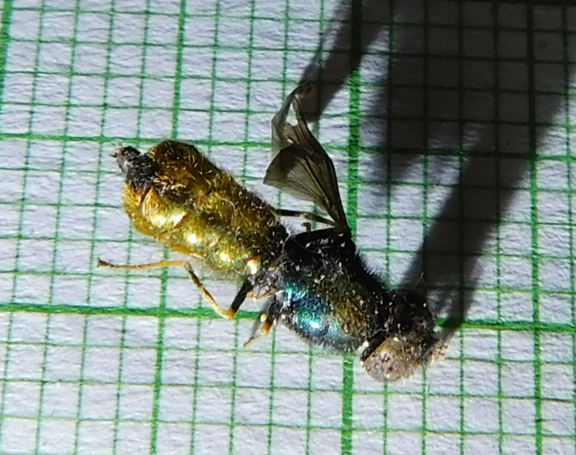 Stratiomyidae - katonalégyfélék