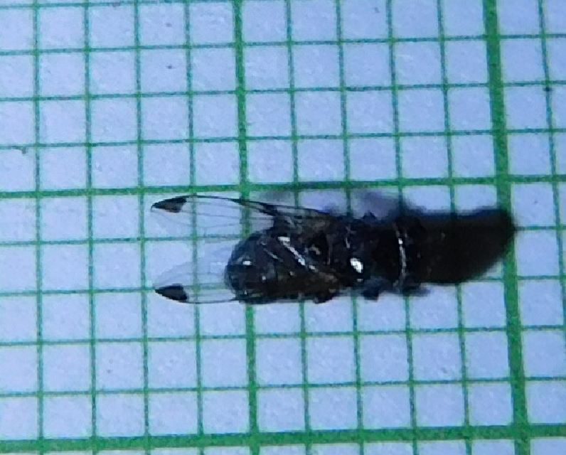 Ulidiidae - foltosszárnyú legyek