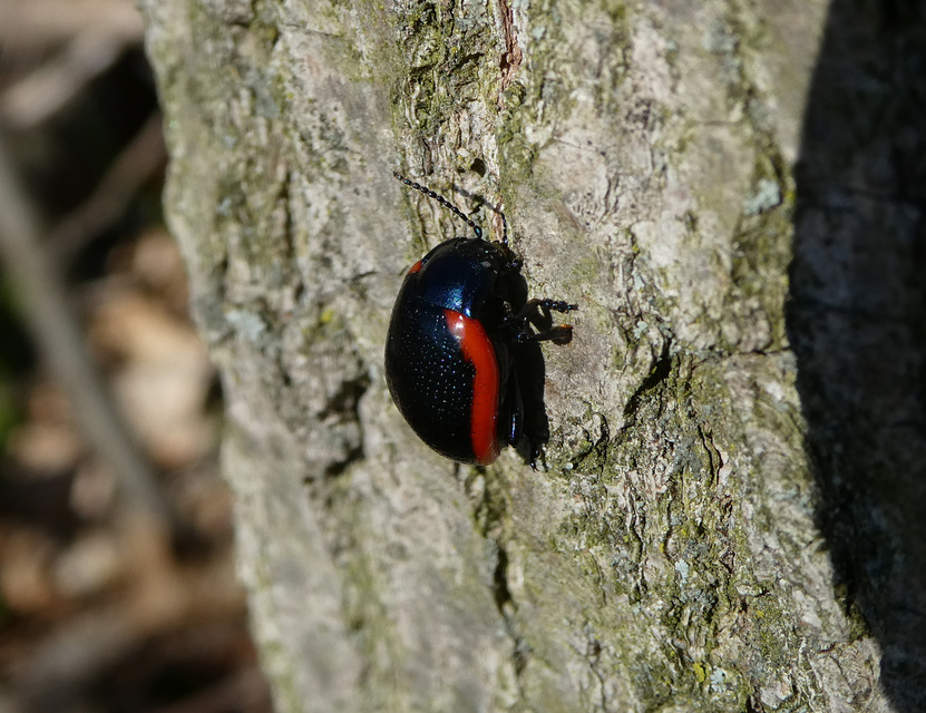 Chrysolina rossia - trapézhátú szegélyeslevelész
