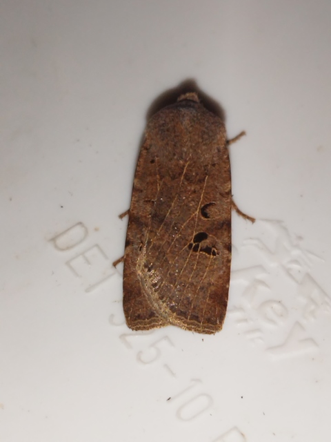Conistra rubiginosa - szürke télibagoly