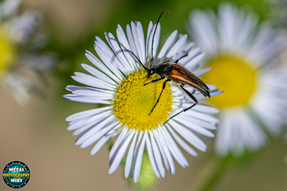 Stenurella melanura - feketevégű karcsúcincér
