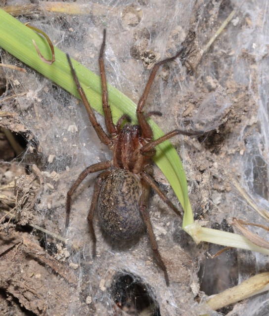 Eratigena agrestis - réti zugpók