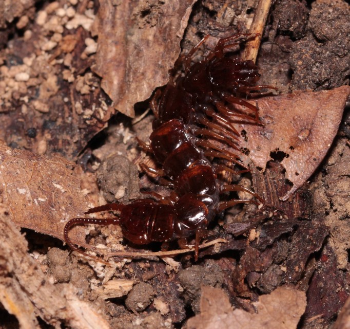 Chilopoda - Százlábúak