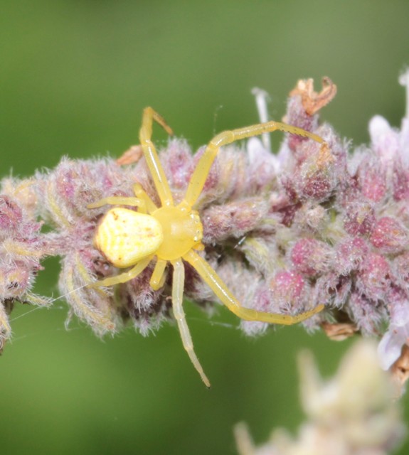 Ebrechtella tricuspidata - alakoskodó karolópók