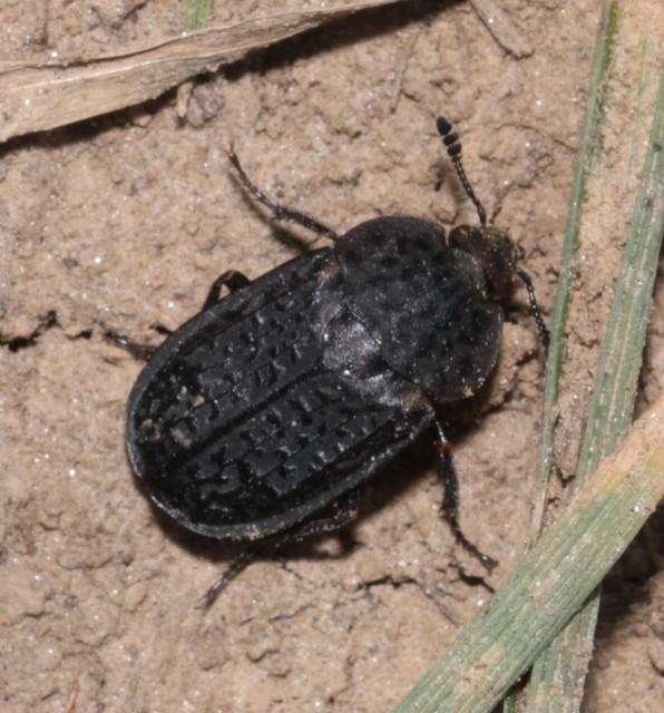 Thanatophilus rugosus - ripacsos dögbogár