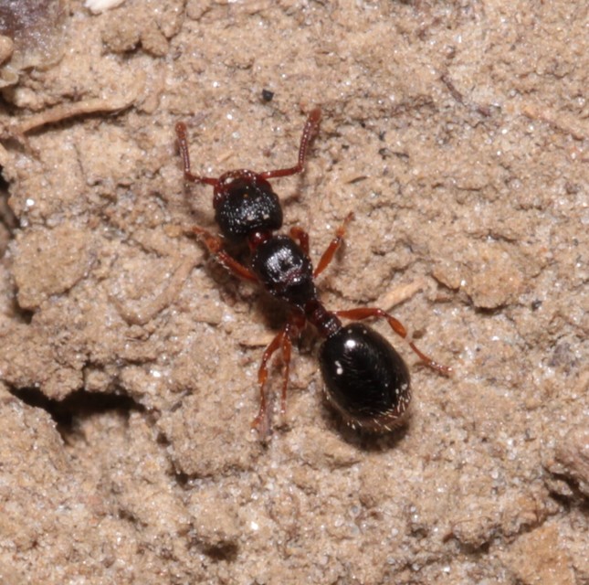 Myrmecina graminicola - ráncoshangya