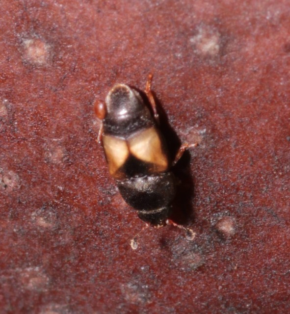 Carpophilus hemipterus - kétszínű gyümölcsfénybogár Carpophilus hemipterus - kétszínű gyümölcsfénybogár