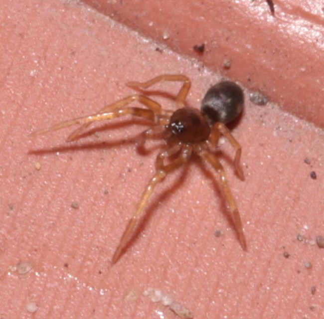 Phrurolithus