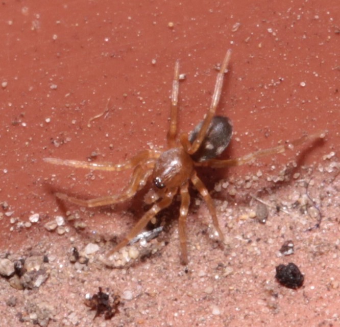 Phrurolithus
