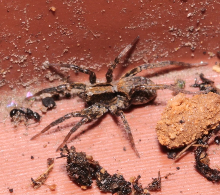 Xerolycosa nemoralis
