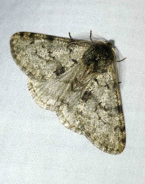Apocheima pilosaria - zöldes tavasziaraszoló