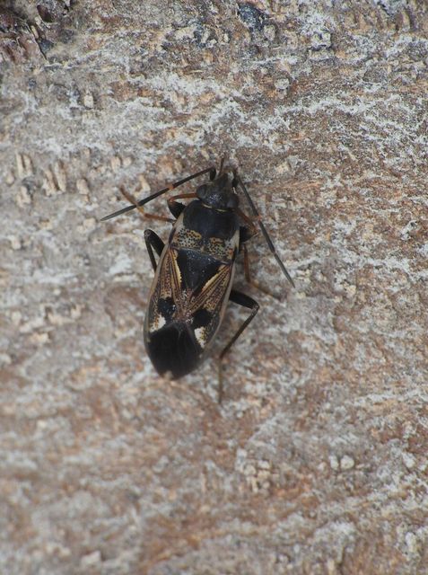 Rhyparochromus vulgaris - közönséges díszesbodobács