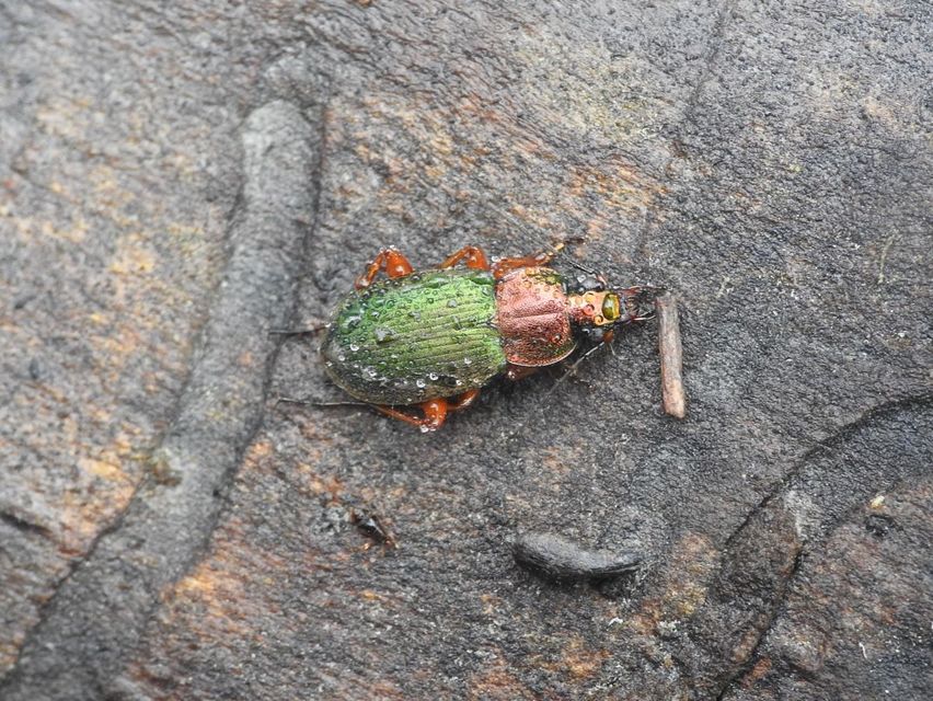 Chlaenius nigricornis - sötétcsápú bűzfutó