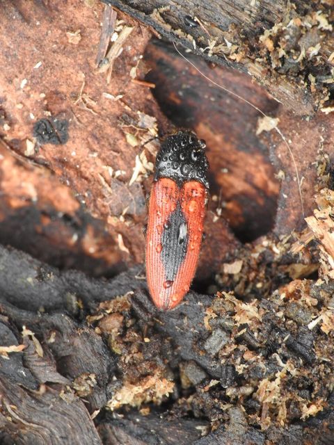 Ampedus sanguinolentus - középfoltos pattanó