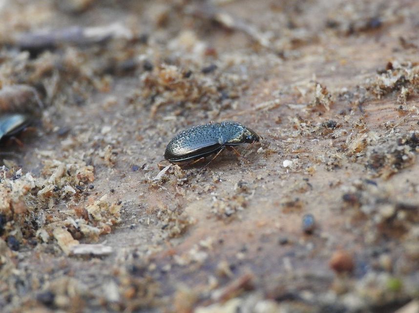 Amara anthobia - réti közfutó Amara anthobia - réti közfutó
