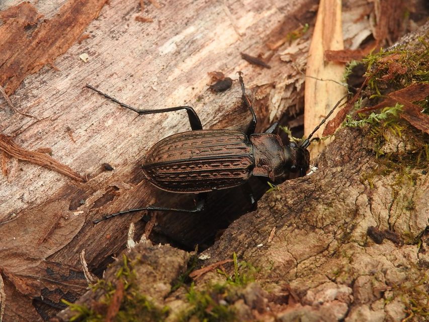 Carabus granulatus - mezei futrinka