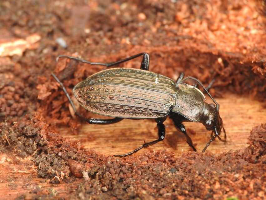 Carabus granulatus - mezei futrinka