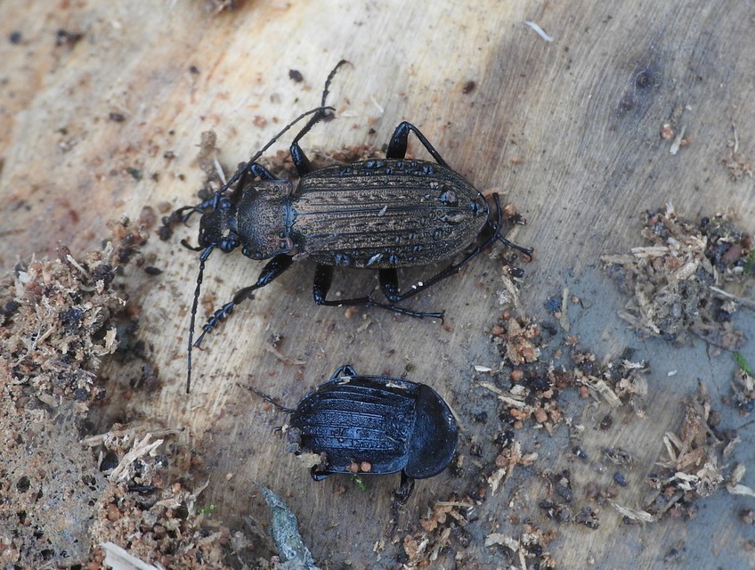 Carabus granulatus - mezei futrinka
