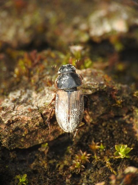 Aphodius prodromus - sárgalábú trágyabogár