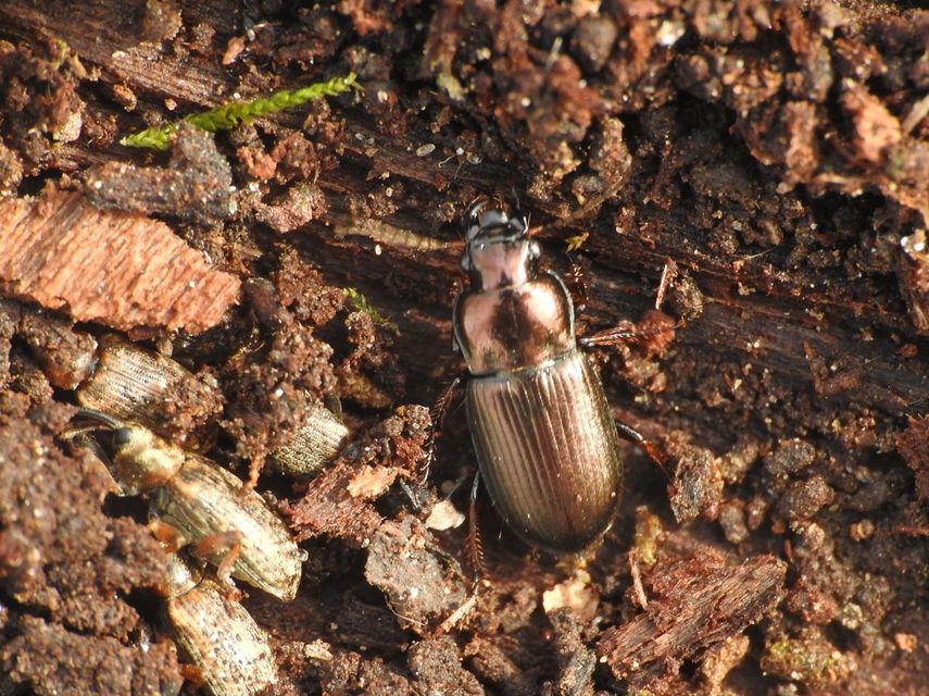 Harpalus distinguendus - mezei lomhafutó