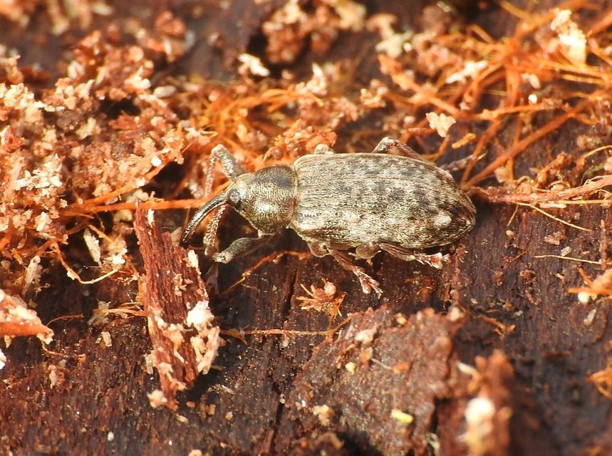 Dorytomus longimanus - kétalakú hangormányos