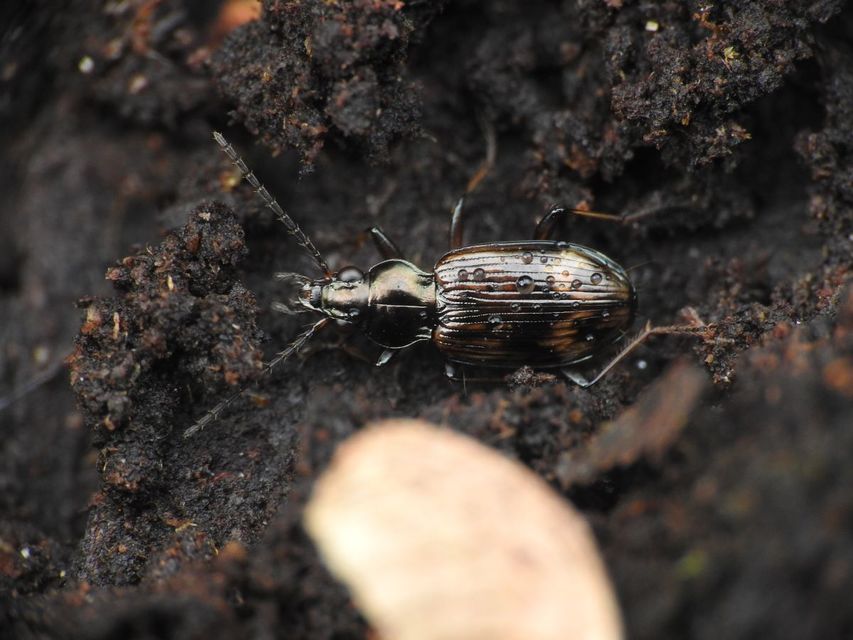 Bembidion dentellum - sárgaszalagos gyorsfutó