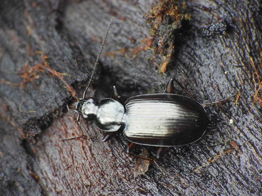 Agonum micans - ligeti kisfutó