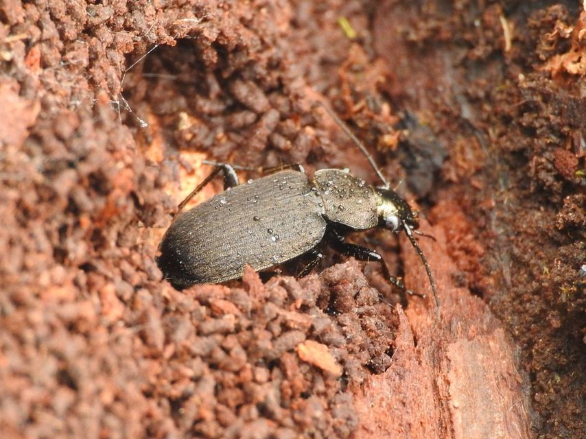 Chlaenius tristis - fekete bűzfutó