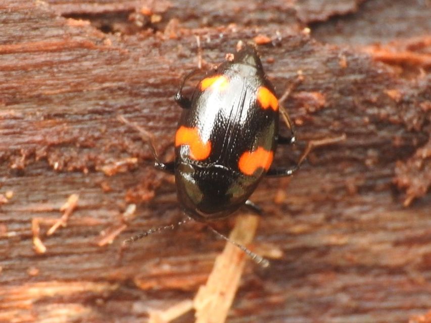 Scaphidium quadrimaculatum - négyfoltos sajkabogár