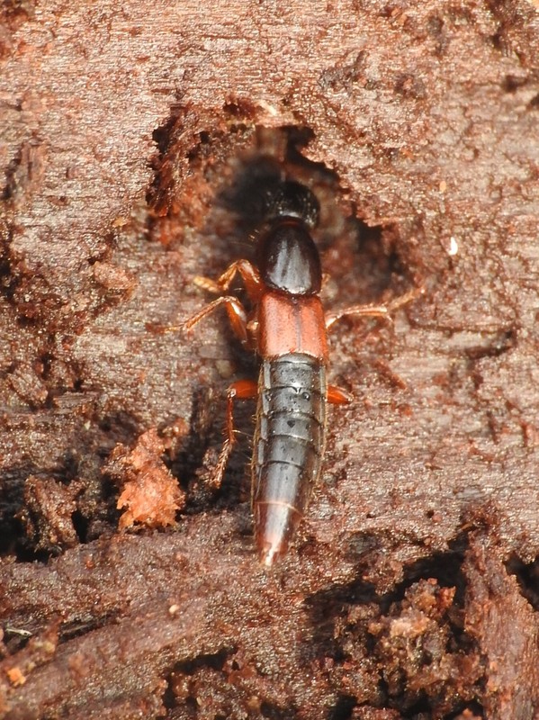 Othius punctulatus - nagy avarholyva