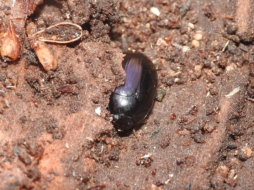 Platydema violaceum - fémkék taplóbogár