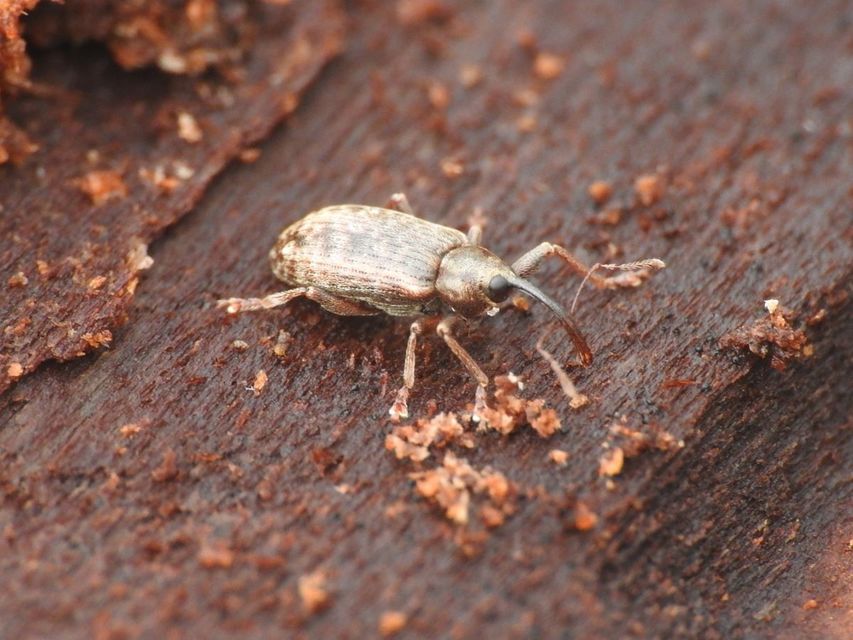 Dorytomus longimanus - kétalakú hangormányos