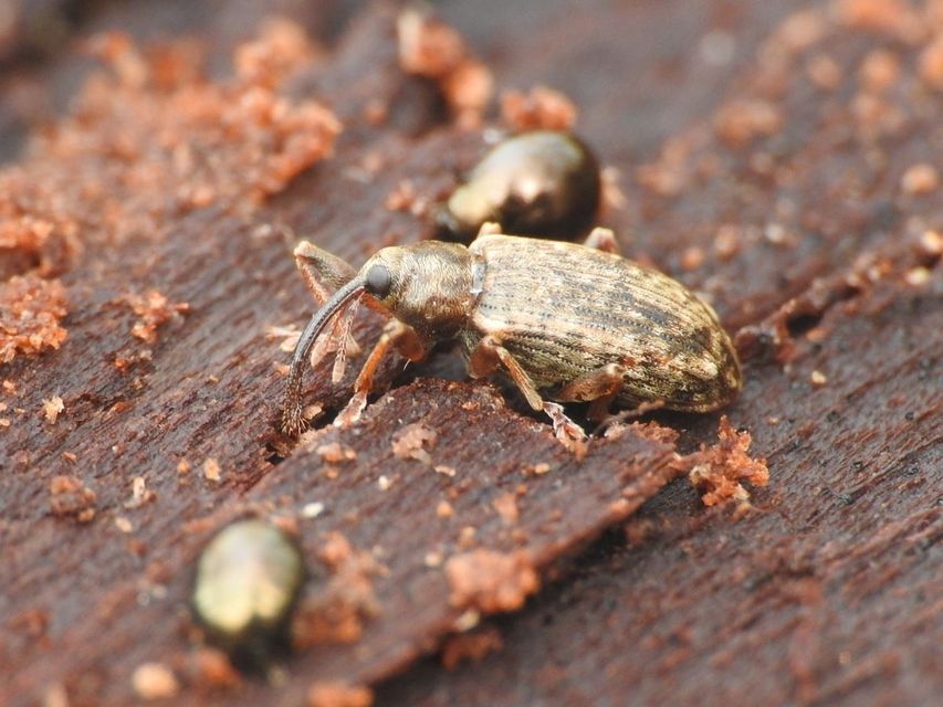 Dorytomus longimanus - kétalakú hangormányos