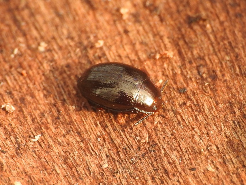 Scaphidema metallicum - fémzöld taplóbogár