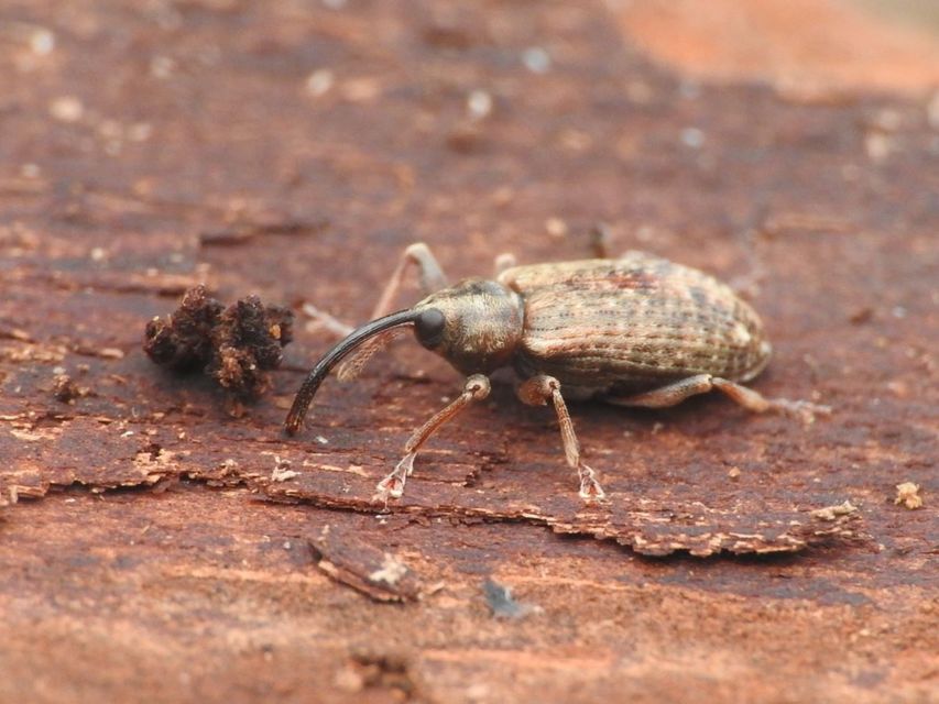 Dorytomus longimanus - kétalakú hangormányos