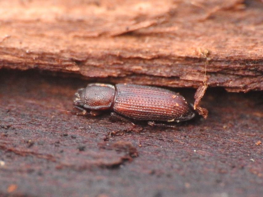 Pycnomerus terebrans - bordás héjbogár