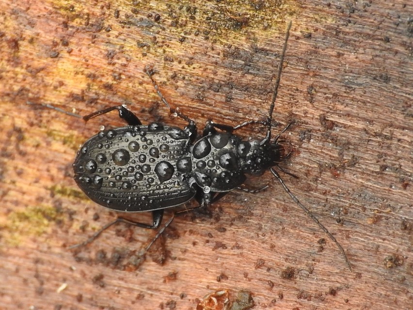 Agonum duftschmidi - széleshátú kisfutó