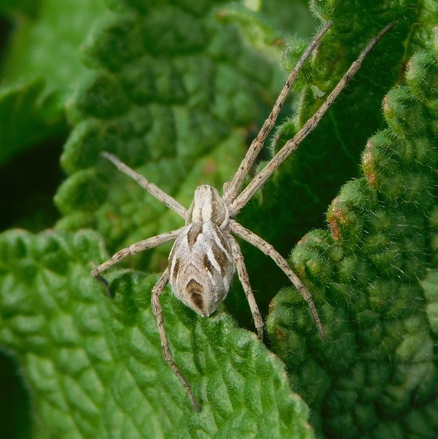 Philodromus